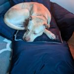 Adrienne C. Moore Instagram - Look who's loving their new travel bed from @perrouno.official. although it was meant for @mowgli.and.lola, big boy @loddy.doddy couldn't resist getting into it as well. HE LOVES IT! I guess we'll have to get him his own now! Can't wait to take this puppy out on the road. Thanks @perrouno.official