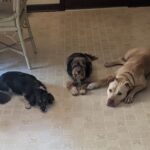 Adrienne C. Moore Instagram - Happy birthdays to this motley crew! @mowgli.and.lola (12/27) at 6yrs and @loddy.doddy (1/4) at 2! If I could only explain to the world how much you mean to me and how much you've added to my life. You've been there for the ugly cries and my highest of highs. I guess one way of showing my appreciation is to show some of our #BTS moments. Your love and joy are infectious and people who experience your love are truly changed. You've changed so many people who are apprehensive or nay sayers of dogs, into big time lovers. And that's only because each of you is so special and unique. It's been an interesting journey integrating you all into each other's lives, but look how far you've come. Lo and Mo can tolerate Loddy Doddy now and DODDY continues to learn and grow to respect boundaries. Thank you to every trainer who has helped me to shape and mold these wonderful bags of joy! There was a reason why the universe allowed me to find each of you. And DODDY, what an incredible story we have buddy. I'm grateful to each of you for rescuing ME. I love you ALL to the moon and beyond. 🐕🐕🐶