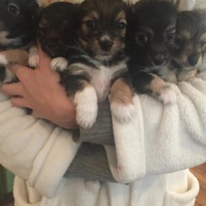Adrienne C. Moore Instagram - H A P P Y  N A T I O N A L  P U P P Y  D A Y. To know me is to know how much I love these 3. S/O to puppy rescue. @mowgli.and.lola I rescued in LA (@hopeforpawsrescue) and my @loddy.doddy I found on the streets of ATL. Or should I say, they rescued me. Love you pooches. And even though you're getting older, you'll always be my puppies. 💋

Can you guess which puppies are Lola and Mowgli in the first picture?

#rescuedog #dogsofinstagram