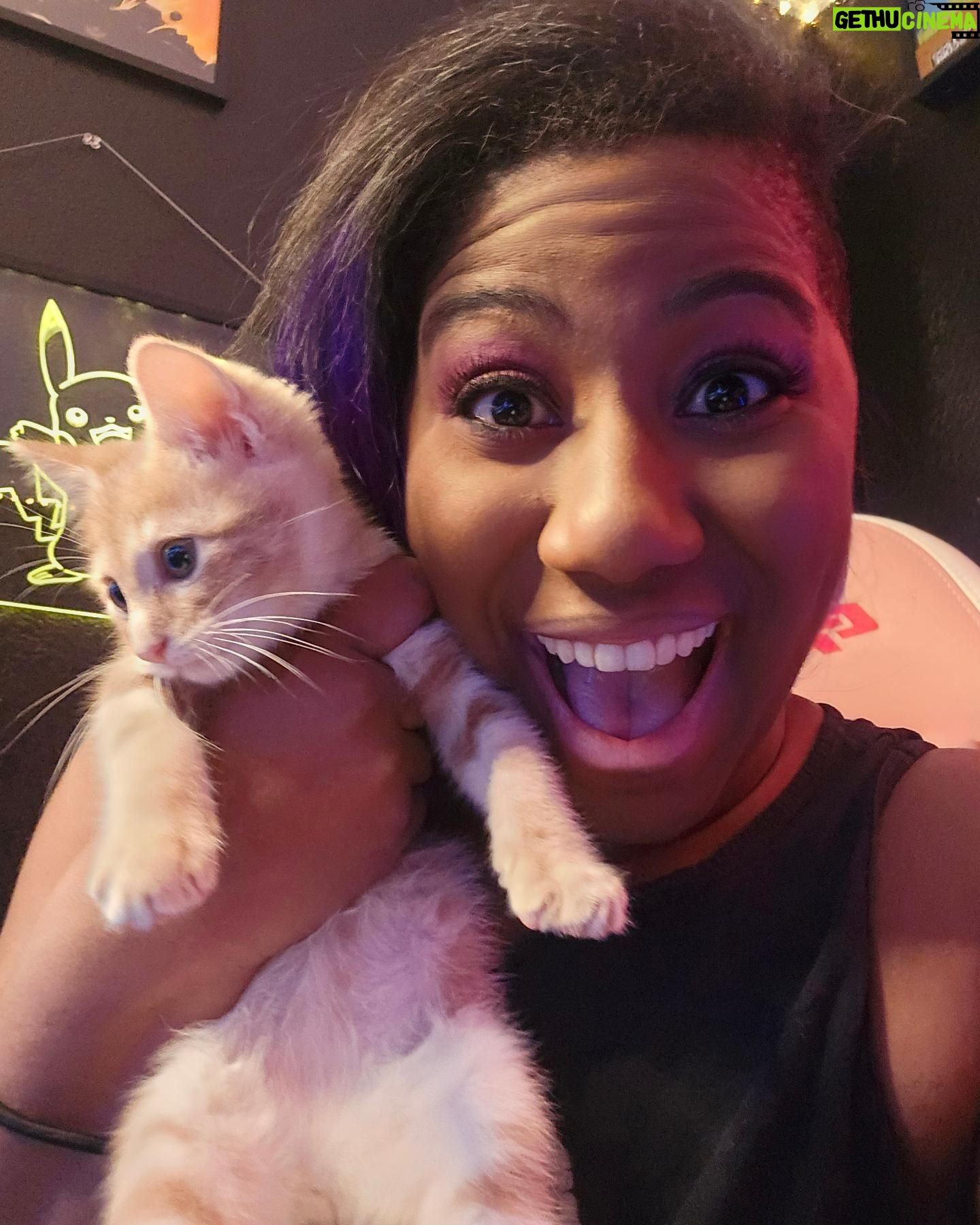 Adrienne Reese - 4.4K Likes - Hey everyone let me introduce you to Artemis Entreri!! Our branded new kitten we rescued. He is named after the infamous assassin created by @R_A_Salvatore in the DND Drizzt novels!!!
Welcome to the family Lil hellion!