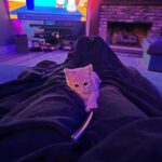 Adrienne Reese Instagram - Currently fighting with this little guy for the remote... I am not winning ... #BlameCanada Lil Artemis Entreri .. is a menace lol.
