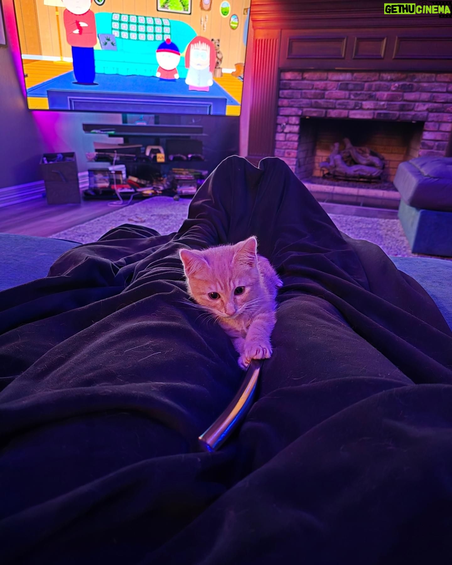 Adrienne Reese Instagram - Currently fighting with this little guy for the remote... I am not winning ... #BlameCanada Lil Artemis Entreri .. is a menace lol.