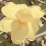 Agustina Cherri Instagram - Como ya saben, vengo tomando el Juego de centella y jengibre de @natieroficial Es una gran gran aliada contra la celulitis! También ayuda aliviar el efecto de piernas cansadas y hormigueo producto de la mala circulación. ¿Más? Tiene una función depurativa hepática y detox. Chusmealo y obvio como digo SIEMPRE... consultalo antes con tu médico.