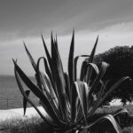 Ahsen Eroğlu Instagram – Ripley etkisi herhalde ben de anlamadım neden B&W 🦓