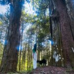 Ai Tominaga Instagram - ⁡ 🌲🐕‍🦺🌿🦉🌲 今日はいい天気だったね ベルも気持ち良さそうでした