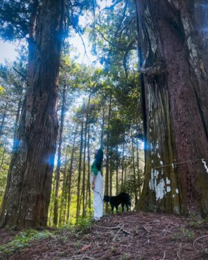 Ai Tominaga Instagram - ⁡
🌲🐕‍🦺🌿🦉🌲
今日はいい天気だったね
ベルも気持ち良さそうでした