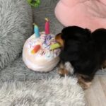 Ai Yoshikawa Instagram – ☺︎
Happy 3rd Birthday🩷🎂
