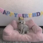 Ai Yoshikawa Instagram – ☺︎
Happy 6th Birthday🎂🤍