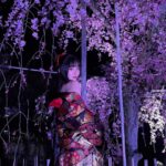 Airi Suzuki Instagram - ✴︎ 平安神宮 桜音夜コンサート2024🌸 ピアニスト菊池亮太さんと。 当日の桜は最高に見頃な状態。 お天気にも恵まれて幸せな1日でした。 このステージにボーカリストが立つのは、なんと私が初めてだったそう。なんと光栄すぎることでしょう... 個人的には、20代ラストの歌唱がこのステージだったことも何かの縁かな？と思うタイミングでした。 なんだかすっごく不思議だったの。 清い、神聖なる、というのはこういう空気のことをいうのかと。ステージの上で歌うことはずっとしてきたはずなのに、その感覚が初めましてなものすぎて。 いつまでも天に向かって歌えそうな気持ちでした。 そして お衣装もヘアメイクも本当に素敵にしていただきました😢 和服をアレンジした感じが良い！っていう私のざっくりとしたオーダーのもと、いつものスタッフさん方が全力で取り組んでくださって完成したものでした☺︎ いつもいつも本当に感謝！！！ 本番はステージが遠かったから細部が見えなかったかと思うので、写真たくさん載せますね☺️ 👘 @lisakubo_kimono 足を運んでくださった皆様もありがとうございました！！ 素敵な週末をお過ごしくださいね ☺︎