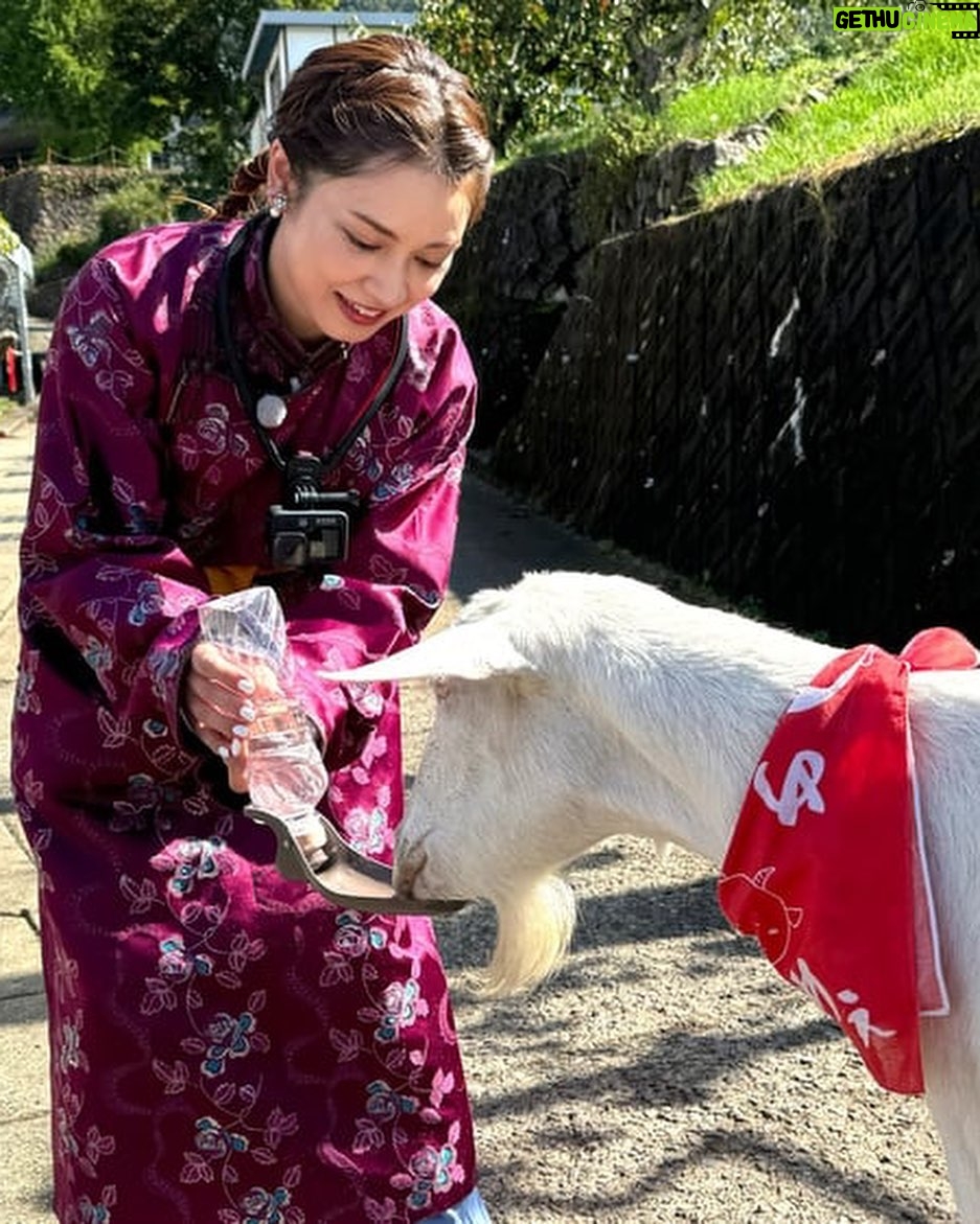Airi Taira Instagram - 今夜7:25テレビ東京 「ヤギと大悟」📺 7年振りのロケ✨ 5ヶ月赤ちゃんと初めて数時間離れることになるけど大丈夫かな〜と、実家から子守りに来てくれた母に託してロケへ飛び込んでみた✨ ヤギさんと大悟さんとひたすらお散歩✨ ただただ楽しくてあっという間のロケでヤギさんから人間と変わらないココロの喜怒哀楽を学んだ🥹 7年振りのロケで「私らしく」居させてもらえたことが何より楽しくて大悟さんに感謝デス🙏 西野さんにもお会いできて嬉しかった🥰 ありがとうございました🙏 #ヤギと大悟#ありのままのロケ#自由気ままに#楽しかった#授乳中だから#ロケが心配だったけど#やっぱり#ロケは楽しい#地方大好き#ありがとうございました
