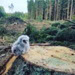 Ajda Pekkan Instagram - Ormanlarimiza ve içinde yaşayan tüm canlılarımıza yaşam hakkı tanıyın , doğal afetler ve yangınlarla zaten yeterince kıyıma uğramış ormanlarımız bir de insan eliyle ikinci bir darbe yemesin . Tabiata verdiğimiz zararların sonuçlarını bizler şu an malesef içselleştiremediysek te , bizden sonraki nesillerin ağır bedeller ödemek zorunda kalacağını lütfen aklımızdan çıkarmayalım.🙏🏻😔#akbelenedokunma #ormanlarımızıkoruyalım #ağaçlarhepimizin #