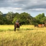 Alanis Guillen Instagram - Reverberando a alegria de ver Pantanal indicado ao @iemmys desse ano como melhor novela! Ver essa obra tão viva e transbordando é lindo demais! Cada momento desse, viver esse Pantanal, no quente e no frio, no molhado e no seco, com as aguas, com os bichos, se descobrindo bicho, o encontro com o outro, consigo, revirada, tudo que se criou, recriou, se descobriu e se abriu. Foi muito e ainda é. Um viva a todos os parceiros que construíram essa historia e todos vocês que viveram ela com a gente!!!! “E é!”, como diria Juma quando é atravessada por algo que ultrapassa a linguagem e fica.