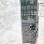 Alaska Instagram - Ahí va una miscelánea de gatitos atenienses espiados mientras estoy en Grecia desconectando/conectando. En el centro de la ciudad hay platitos de comida y agua por todas partes, hasta cajas adaptadas como refugio. Al gatito de la última foto lo estuve siguiendo entre las mesas de los restaurantes, por el paseo entre la gente… hasta que apresuró el paso para meterse en una tienda donde fue recibido con un abrazo. 🇬🇷🏛️🏺🐈‍⬛🐈😽😻😽🐈🐈‍⬛🏺🏛️🇬🇷