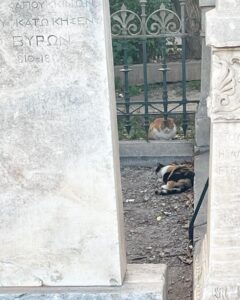 Alaska Instagram - Ahí va una miscelánea de gatitos atenienses espiados mientras estoy en Grecia desconectando/conectando. En el centro de la ciudad hay platitos de comida y agua por todas partes, hasta cajas adaptadas como refugio. Al gatito de la última foto lo estuve siguiendo entre las mesas de los restaurantes, por el paseo entre la gente… hasta que apresuró el paso para meterse en una tienda donde fue recibido con un abrazo. 🇬🇷🏛️🏺🐈‍⬛🐈😽😻😽🐈🐈‍⬛🏺🏛️🇬🇷