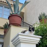 Alaska Instagram - Ahí va una miscelánea de gatitos atenienses espiados mientras estoy en Grecia desconectando/conectando. En el centro de la ciudad hay platitos de comida y agua por todas partes, hasta cajas adaptadas como refugio. Al gatito de la última foto lo estuve siguiendo entre las mesas de los restaurantes, por el paseo entre la gente… hasta que apresuró el paso para meterse en una tienda donde fue recibido con un abrazo. 🇬🇷🏛️🏺🐈‍⬛🐈😽😻😽🐈🐈‍⬛🏺🏛️🇬🇷