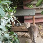 Alaska Instagram - Ahí va una miscelánea de gatitos atenienses espiados mientras estoy en Grecia desconectando/conectando. En el centro de la ciudad hay platitos de comida y agua por todas partes, hasta cajas adaptadas como refugio. Al gatito de la última foto lo estuve siguiendo entre las mesas de los restaurantes, por el paseo entre la gente… hasta que apresuró el paso para meterse en una tienda donde fue recibido con un abrazo. 🇬🇷🏛️🏺🐈‍⬛🐈😽😻😽🐈🐈‍⬛🏺🏛️🇬🇷
