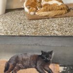 Alaska Instagram - Ahí va una miscelánea de gatitos atenienses espiados mientras estoy en Grecia desconectando/conectando. En el centro de la ciudad hay platitos de comida y agua por todas partes, hasta cajas adaptadas como refugio. Al gatito de la última foto lo estuve siguiendo entre las mesas de los restaurantes, por el paseo entre la gente… hasta que apresuró el paso para meterse en una tienda donde fue recibido con un abrazo. 🇬🇷🏛️🏺🐈‍⬛🐈😽😻😽🐈🐈‍⬛🏺🏛️🇬🇷