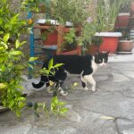 Alaska Instagram - Ahí va una miscelánea de gatitos atenienses espiados mientras estoy en Grecia desconectando/conectando. En el centro de la ciudad hay platitos de comida y agua por todas partes, hasta cajas adaptadas como refugio. Al gatito de la última foto lo estuve siguiendo entre las mesas de los restaurantes, por el paseo entre la gente… hasta que apresuró el paso para meterse en una tienda donde fue recibido con un abrazo. 🇬🇷🏛️🏺🐈‍⬛🐈😽😻😽🐈🐈‍⬛🏺🏛️🇬🇷