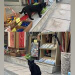 Alaska Instagram - Ahí va una miscelánea de gatitos atenienses espiados mientras estoy en Grecia desconectando/conectando. En el centro de la ciudad hay platitos de comida y agua por todas partes, hasta cajas adaptadas como refugio. Al gatito de la última foto lo estuve siguiendo entre las mesas de los restaurantes, por el paseo entre la gente… hasta que apresuró el paso para meterse en una tienda donde fue recibido con un abrazo. 🇬🇷🏛️🏺🐈‍⬛🐈😽😻😽🐈🐈‍⬛🏺🏛️🇬🇷