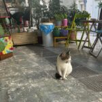 Alaska Instagram - Ahí va una miscelánea de gatitos atenienses espiados mientras estoy en Grecia desconectando/conectando. En el centro de la ciudad hay platitos de comida y agua por todas partes, hasta cajas adaptadas como refugio. Al gatito de la última foto lo estuve siguiendo entre las mesas de los restaurantes, por el paseo entre la gente… hasta que apresuró el paso para meterse en una tienda donde fue recibido con un abrazo. 🇬🇷🏛️🏺🐈‍⬛🐈😽😻😽🐈🐈‍⬛🏺🏛️🇬🇷