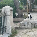 Alaska Instagram - Ahí va una miscelánea de gatitos atenienses espiados mientras estoy en Grecia desconectando/conectando. En el centro de la ciudad hay platitos de comida y agua por todas partes, hasta cajas adaptadas como refugio. Al gatito de la última foto lo estuve siguiendo entre las mesas de los restaurantes, por el paseo entre la gente… hasta que apresuró el paso para meterse en una tienda donde fue recibido con un abrazo. 🇬🇷🏛️🏺🐈‍⬛🐈😽😻😽🐈🐈‍⬛🏺🏛️🇬🇷