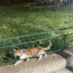 Alaska Instagram - Ahí va una miscelánea de gatitos atenienses espiados mientras estoy en Grecia desconectando/conectando. En el centro de la ciudad hay platitos de comida y agua por todas partes, hasta cajas adaptadas como refugio. Al gatito de la última foto lo estuve siguiendo entre las mesas de los restaurantes, por el paseo entre la gente… hasta que apresuró el paso para meterse en una tienda donde fue recibido con un abrazo. 🇬🇷🏛️🏺🐈‍⬛🐈😽😻😽🐈🐈‍⬛🏺🏛️🇬🇷