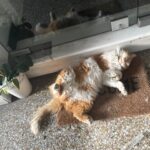 Alaska Instagram - Últimas fotos de Atenas. Cada tarde me pasaba por este pasaje comercial para ver en qué postura estaba este 🐈 que ocupa el felpudo de una tienda cuando cierra. Enamorada.