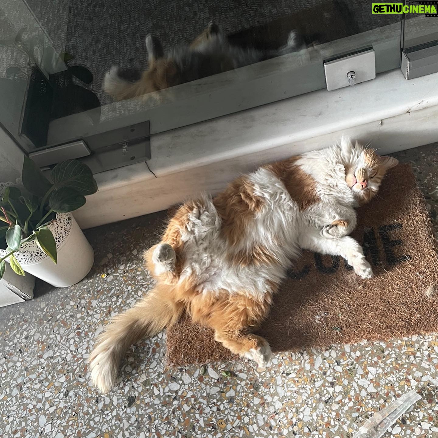 Alaska Instagram - Últimas fotos de Atenas. Cada tarde me pasaba por este pasaje comercial para ver en qué postura estaba este 🐈 que ocupa el felpudo de una tienda cuando cierra. Enamorada.