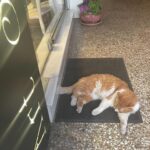 Alaska Instagram - Últimas fotos de Atenas. Cada tarde me pasaba por este pasaje comercial para ver en qué postura estaba este 🐈 que ocupa el felpudo de una tienda cuando cierra. Enamorada.