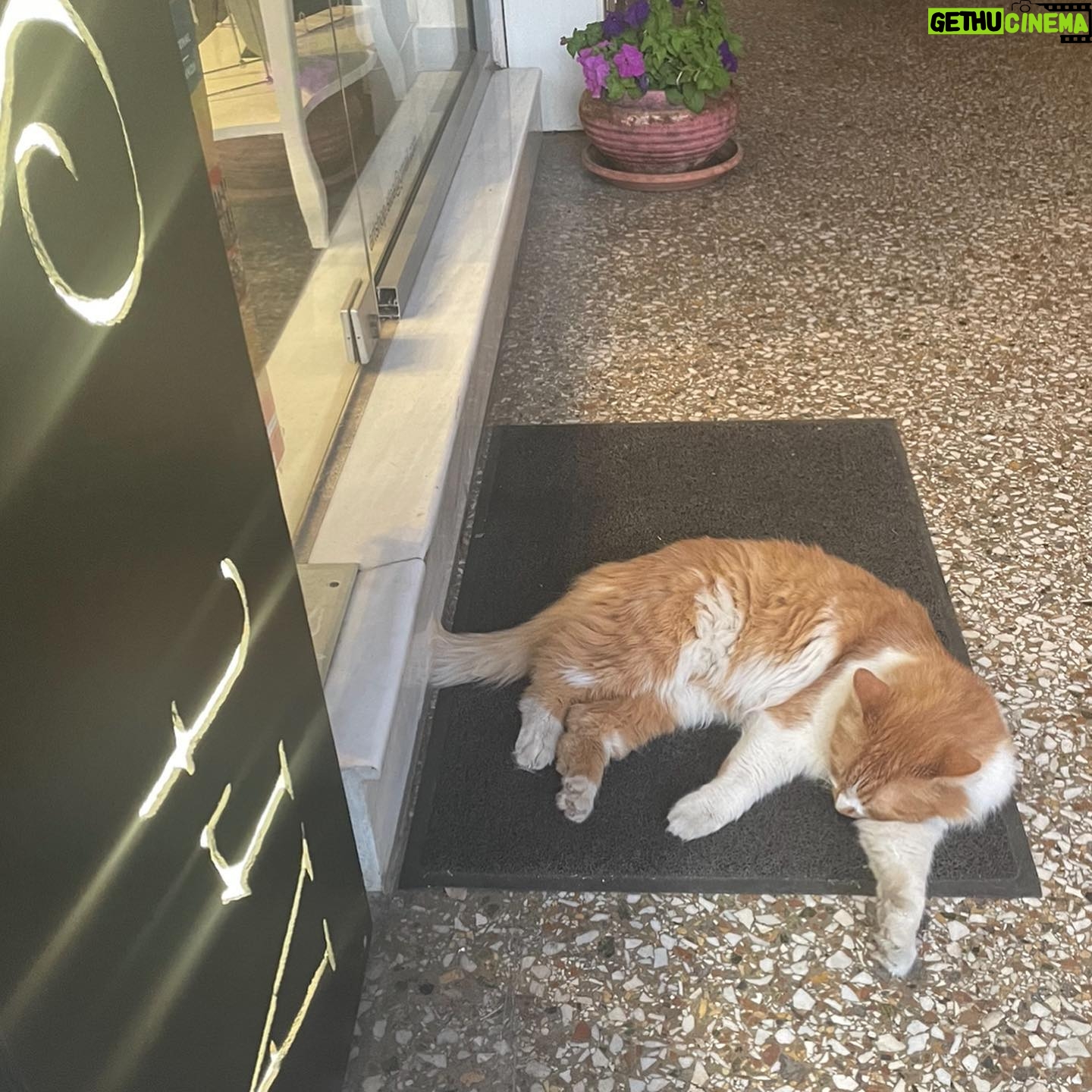 Alaska Instagram - Últimas fotos de Atenas. Cada tarde me pasaba por este pasaje comercial para ver en qué postura estaba este 🐈 que ocupa el felpudo de una tienda cuando cierra. Enamorada.