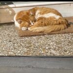 Alaska Instagram - Últimas fotos de Atenas. Cada tarde me pasaba por este pasaje comercial para ver en qué postura estaba este 🐈 que ocupa el felpudo de una tienda cuando cierra. Enamorada.