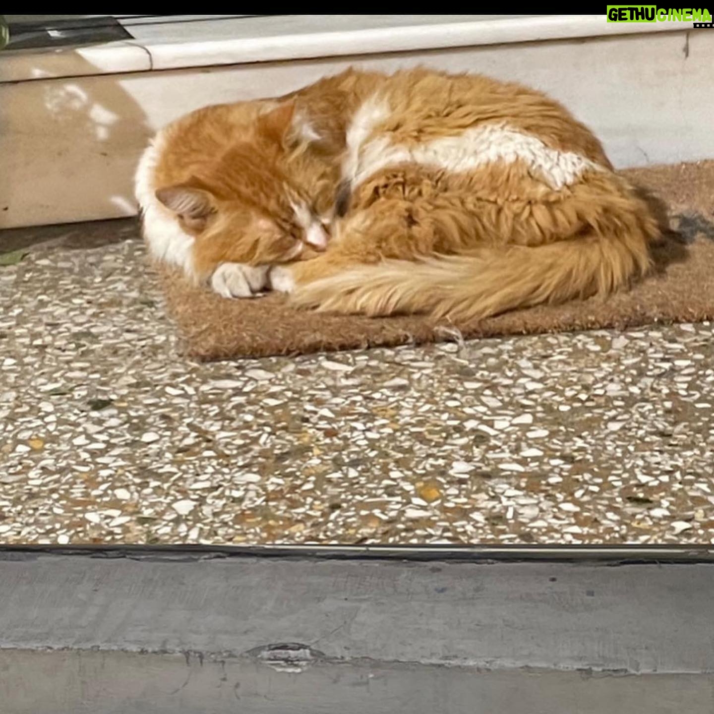 Alaska Instagram - Últimas fotos de Atenas. Cada tarde me pasaba por este pasaje comercial para ver en qué postura estaba este 🐈 que ocupa el felpudo de una tienda cuando cierra. Enamorada.