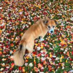 Alba Baptista Instagram – 🍂