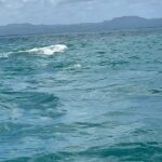 Alba Carrillo Instagram – Avistamiento de ballenas jorobadas en #Samaná🐋🌴😎Entre 1.500 y 2.000 ejemplares de ballena jorobada visitan las aguas de la Bahía de Samaná y Banco de la Plata cada año. Y, hoy, nosotros hemos podido disfrutarlas en su hábitat natural. Regalazo de la naturaleza 🙏🏻🎁🐳
#Soltour #ViajamosContigo #gift #VerdadVerdadera 
@soltouroficial