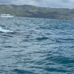 Alba Carrillo Instagram – Avistamiento de ballenas jorobadas en #Samaná🐋🌴😎Entre 1.500 y 2.000 ejemplares de ballena jorobada visitan las aguas de la Bahía de Samaná y Banco de la Plata cada año. Y, hoy, nosotros hemos podido disfrutarlas en su hábitat natural. Regalazo de la naturaleza 🙏🏻🎁🐳
#Soltour #ViajamosContigo #gift #VerdadVerdadera 
@soltouroficial