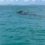 Alba Carrillo Instagram – Avistamiento de ballenas jorobadas en #Samaná🐋🌴😎Entre 1.500 y 2.000 ejemplares de ballena jorobada visitan las aguas de la Bahía de Samaná y Banco de la Plata cada año. Y, hoy, nosotros hemos podido disfrutarlas en su hábitat natural. Regalazo de la naturaleza 🙏🏻🎁🐳
#Soltour #ViajamosContigo #gift #VerdadVerdadera 
@soltouroficial