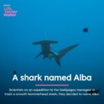 Alba Flores Instagram - I recently joined Greenpeace on their expedition to the Galápagos. I am still very moved by that experience - but later came an even bigger surprise! The scientists that I met on board the Greenpeace ship discovered what could be the first known smooth hammerhead nursery in the region. They even managed to track one shark, and they decided to name it Alba after me. I am so touched. Knowing that a shark now bears my name is a humbling thought and an important symbol for me, and it commits me to protecting the oceans even more. I'm determined to continue to speak out on the subject and support the people who work every day to defend this amazing wildlife. If you want to hear more about my Galápagos journey, I was invited to this amazing podcast to talk about it: @oceanspod. The link is in my bio. #ProtectTheOceans