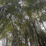 Alessandra Mastronardi Instagram - la cura interiore richiede tempo e pazienza e non importa quanto forte ci travolgano il vento o la tempesta, perché avremo imparato ad essere flessibili e, soprattutto, resilienti. @silviabombino grazie per avermi vista, sentita. La più bella di sempre.