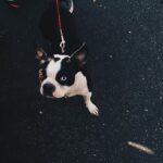 Alex Lange Instagram – i like small dogs and cool pictures