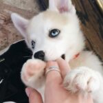 Alex Lange Instagram – settling the cats vs dogs debate for good with this old video of my puppy cairo