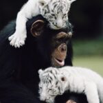 Alex Lange Instagram - growing up with south african family, we always knew that animal conservation was a top priority in our lifetime- so learning from the @rarespeciesfund about their work was incredible. we got to spend some time with these animals at @myrtlebeachsafari and had the best moments, a reminder that we all need to do our part.