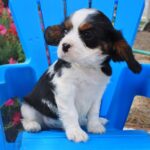 Alex Lange Instagram - #fbf to when Whiskey was a #fab #puppy ! He hasn't changed...