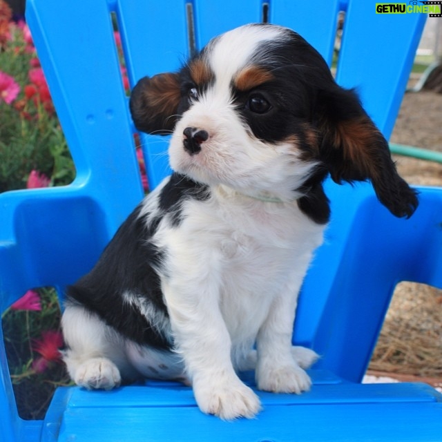 Alex Lange - 11.1K Likes - #fbf to when Whiskey was a #fab #puppy ! He hasn't changed...