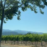 Alexandra Botez Instagram - Wine country, very nice, I like