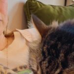 Alexandra Breckenridge Instagram – Dolly. She’s sweet and scrappy. 
This was last week. 
She’s not with me at work hahaha I don’t think she travels well 🤣 considering the sounds she makes when she visits the vet.