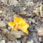 Alexandra Breckenridge Instagram – Chanterelle risotto