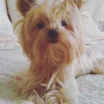 Alexandra Breckenridge Instagram – RIP 💕
Annabelle