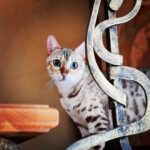 Alexey A. Petrukhin Instagram - КОШКА И ДРЕССИРОВКА — НЕ ТАКИЕ УЖ НЕСОВМЕСТИМЫЕ ПОНЯТИЯ... 😉 Всего за пару дней кошка может выдрессировать кого угодно, по себе знаю 🤦‍♂️ Весна всё-таки, надо постить кошек... Вон @olegtaktarov_official котов своих постит, ну а я кошками в ответ! На первой фотке #КоролеваМарго, если кто не знает... на второй её дочь #Афродита (но мы зовём Фрося) 😂 Кошек не любит только тот, кто еще не встретил свою кошку... 🙋‍♂️ А на третьей фотке мой будильник... Ведь голодная кошка – это самый крутой #будильник! 👌 #весна #кошкиндом #Марго #Фрося #бенгалы #бенгальскаяпорода #дикиекошки #бенгал #леопард #bengal #cat #Bengalofinstagram #catofinstagram #catoftheday #Margocat #Margo #главныйкотик Усадьба Кошкин дом