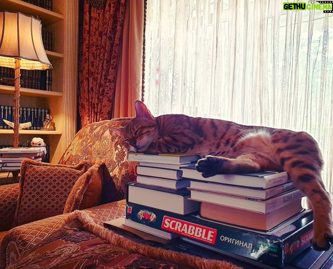 Alexey A. Petrukhin Instagram - #Bengalcat π Π’Π΅, ΠΊΡΠΎ ΡΠΈΡΠ°ΡΡ, Π²ΡΠ΅Π³Π΄Π° Π±ΡΠ΄ΡΡ ΡΠΏΡΠ°Π²Π»ΡΡΡ ΡΠ΅ΠΌΠΈ, ΠΊΡΠΎ ΡΠΎΠ»ΡΠΊΠΎ ΡΠΌΠΎΡΡΠΈΡ π€·ββοΈ ΠΠ½Π°ΠΊΠΎΠΌΡΡΠ΅ΡΡ, ΡΡΠΎ Π½Π°ΡΠ° #Ρ
ΠΎΠ·ΡΠΉΠΊΠ° Π΄ΠΎΠΌΠ°, Ρ ΠΊΠΎΡΠΎΡΠΎΠΉ ΠΌΡ ΠΆΠΈΠ²ΡΠΌ ΠΈ Π½Π° ΠΊΠΎΡΠΎΡΡΡ ΠΌΡ Π²ΡΠ΅ΠΉ ΡΠ΅ΠΌΡΠ΅ΠΉ ΡΠ°Π±ΠΎΡΠ°Π΅ΠΌ... ΠΠΎΡΠΎΠ»Π΅Π²Π° ΠΠ°ΡΠ³ΠΎ Π² ΡΠ²ΠΎΠ΅ΠΉ Π±ΠΈΠ±Π»ΠΈΠΎΡΠ΅ΠΊΠ΅ π€« Π Ρ ΠΠ°Ρ ΠΊΠ°ΠΊ, ΡΠ°Π·Π²Π΅ Π½Π΅ ΡΠ°ΠΊΠΆΠ΅? π€ #ΠΊΠΎΡΠΊΠΈ #ΠΊΠΎΡΡ #Π±Π΅Π½Π³Π°Π»Ρ #Π±Π΅Π½Π³Π°Π»ΡΡΠΊΠΈΠ΅ΠΊΠΎΡΠΊΠΈ #Π΄ΠΈΠΊΠΈΠ΅ΠΊΠΎΡΠΊΠΈ #ΠΠ°ΡΠ³ΠΎ #Π³Π»Π°Π²Π½ΡΠΉΠΊΠΎΡΠΈΠΊ #weekend #bengalcat #bengal #cat #bengalofinstagram #catofinstagram #catoftheday #margocat #Π±ΠΈΠ±Π»ΠΈΠΎΡΠ΅ΠΊΠ° #ΠΊΠ½ΠΈΠ³ΠΈ #scrabble ΠΠΈΠΊΠΎΠ»ΠΈΠ½Π° ΠΠΎΡΠ°