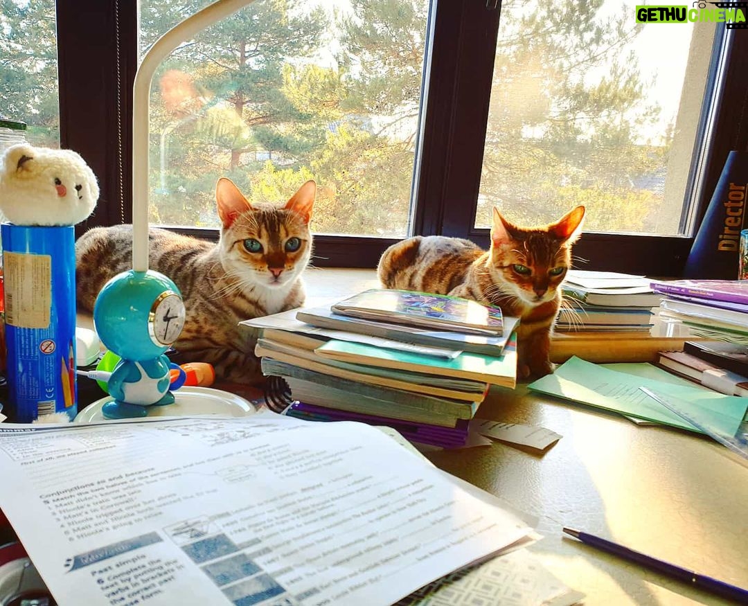 Alexey A. Petrukhin Instagram - #Wisecat x 2 π€¦ββοΈ Π’ΠΎΡ ΡΠ°ΠΌΡΠΉ ΡΠ»ΡΡΠ°ΠΉ, ΠΊΠΎΠ³Π΄Π° Π² ΠΏΡΡΠΌΠΎΠΌ ΡΠΌΡΡΠ»Π΅ #ΠΊΠΎΡΠΊΠΈ ΠΌΡΠ΄ΡΡΠ΅... Ρ
ΠΎΡΡ ΡΡΠΎΠΉ, Ρ
ΠΎΡΡ ΠΏΠ°Π΄Π°ΠΉ πΈ #Π€ΡΠΎΡΡ & #ΠΠ°ΡΠ³ΠΎ π€« #Π±Π΅Π½Π³Π°Π» #ΠΊΠΎΡΠΊΠ° #cat #catofinstagram #bengalcat #margocat #catoftheday #Π±Π΅Π½Π³Π°Π»ΡΡΠΊΠ°ΡΠΊΠΎΡΠΊΠ° #Π΄ΠΈΠΊΠΈΠ΅ΠΊΠΎΡΠΊΠΈ #ΠΊΠΎΡΡ #ΠΌΡΠ΄ΡΠΎΡΡΡ #Π³Π»Π°Π²Π½ΡΠΉΠΊΠΎΡΠΈΠΊ #ΡΡΠΎΠΊΠΈ #ΠΏΠ°Ρ
Π½Π΅ΡΠ²Π΅ΡΠ½ΠΎΠΉ #Π±Π΅Π½Π³Π°Π»ΡΡΠΊΠ°ΡΠΏΠΎΡΠΎΠ΄Π° Pavlovskaya Sloboda, Moskovskaya Oblast', Russia